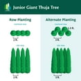 thumbnail image 3 of Brighter Blooms - Junior Giant Thuja Tree, 3-4 ft. - No Shipping to AK, AZ, HI, 3 of 6