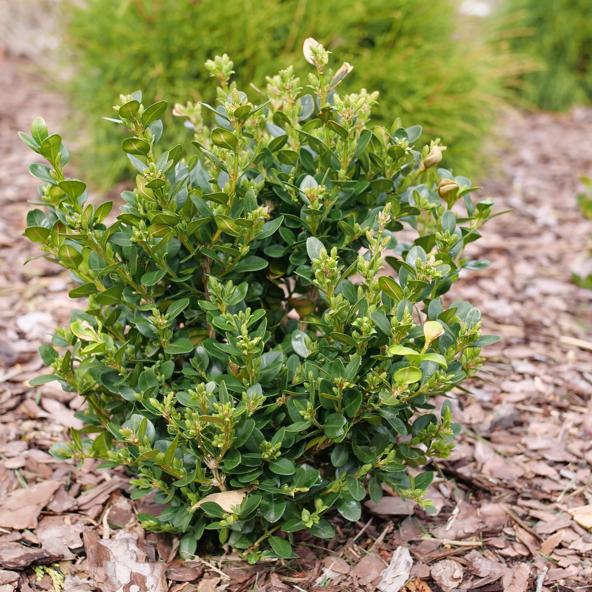 Proven Winners ColorChoice 5" Neatball Boxwood Live Plant in 4.5" Pot (4 Count)