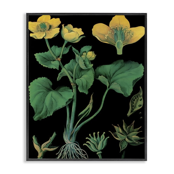 Stupell Industries French Country Marsh Marigold Illustration Study Black Framed Giclee Art, 11 x 14, by Vintage Hustle