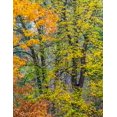 thumbnail image 2 of Gulin, Sylvia 12x14 White Modern Wood Framed Museum Art Print Titled - USA-Washington State-Easton and fall colors on Big Leaf Maple and Vine Maple, 2 of 4