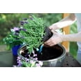 thumbnail image 2 of Gardenera Labs Premium Lavender Potting Mix - Nourish Your Lavender Plants for Beautiful Blooms - 1 Quart, 2 of 4