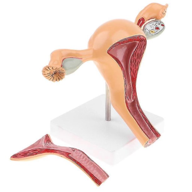 Removable 2 Parts 1:1 Human Female Uterus Ovary Vagina Anatomical Model