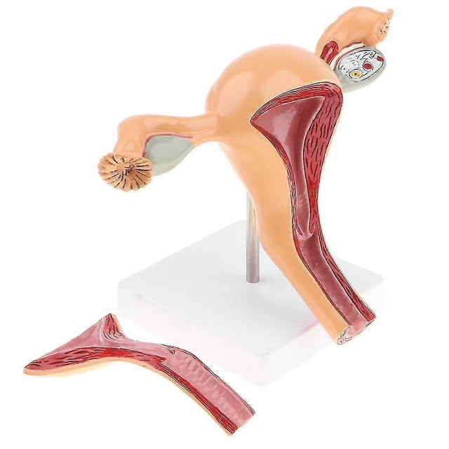 Removable 2 Parts 1:1 Human Female Uterus Ovary Vagina Anatomical Model