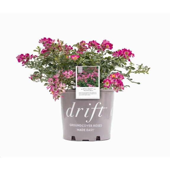 Drift Roses Pink Drift Rose 2 Gallon (Rosa) Deep Pink Flowers Are Disease Resistant Live Outdoor Plant