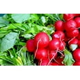 thumbnail image 2 of GSDWIUEW Seeds French Radish Red Ball 22 Days Heiroom Vegetable for Planting, 2 of 8