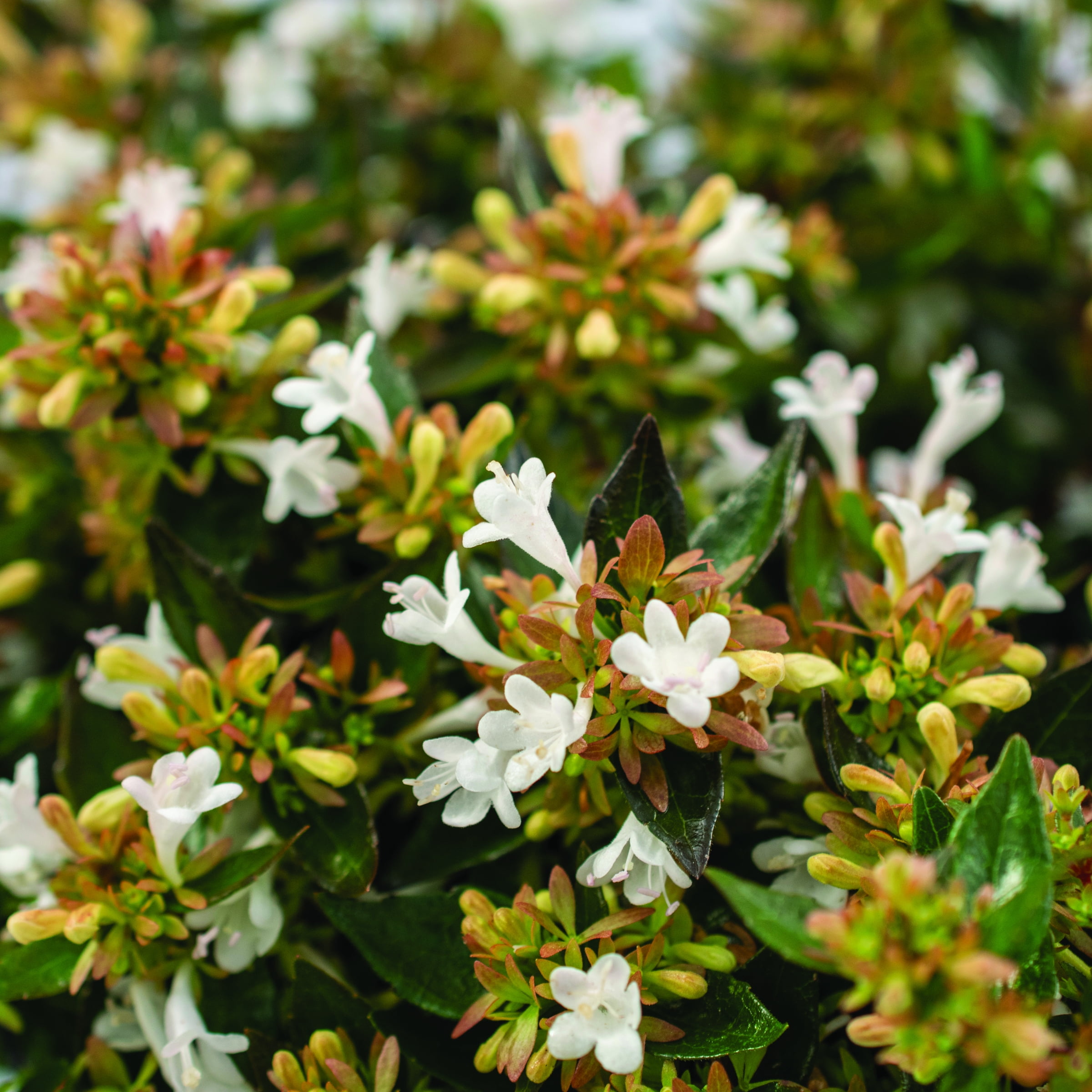 3 gal. Abelia Apple Perfection Shrub with White Flowers
