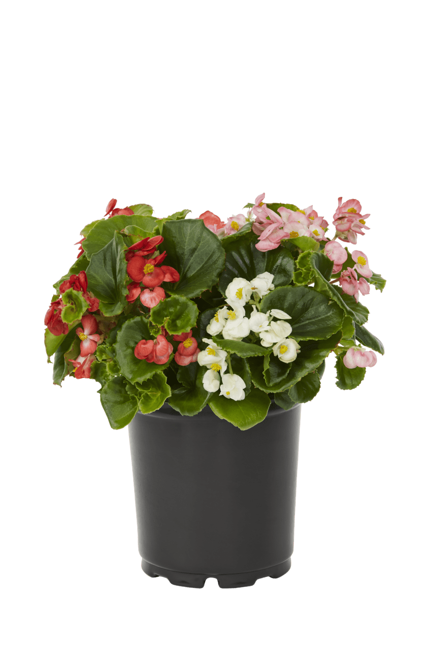Expert Gardener 2QT Multicolor Begonia Live Annual Plant Sun 3-Pack