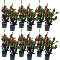 12 Pack Live Croton Mammy, Indoor Potted Houseplant, Variegated Plant, Office Gift, Sympathy Gift, Plant Mom Dad Gift, Get Well Gift, Plant Lover Gift in 3" Pot