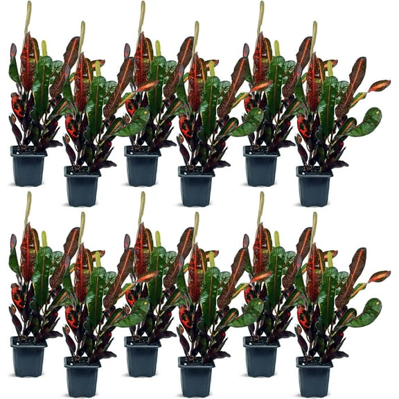 12 Pack Live Croton Mammy, Indoor Potted Houseplant, Variegated Plant, Office Gift, Sympathy Gift, Plant Mom Dad Gift, Get Well Gift, Plant Lover Gift in 3" Pot