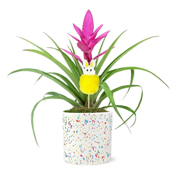 5in Pink Antonio Bromeliad Live Plant in Terrazzo with Bunny Pick