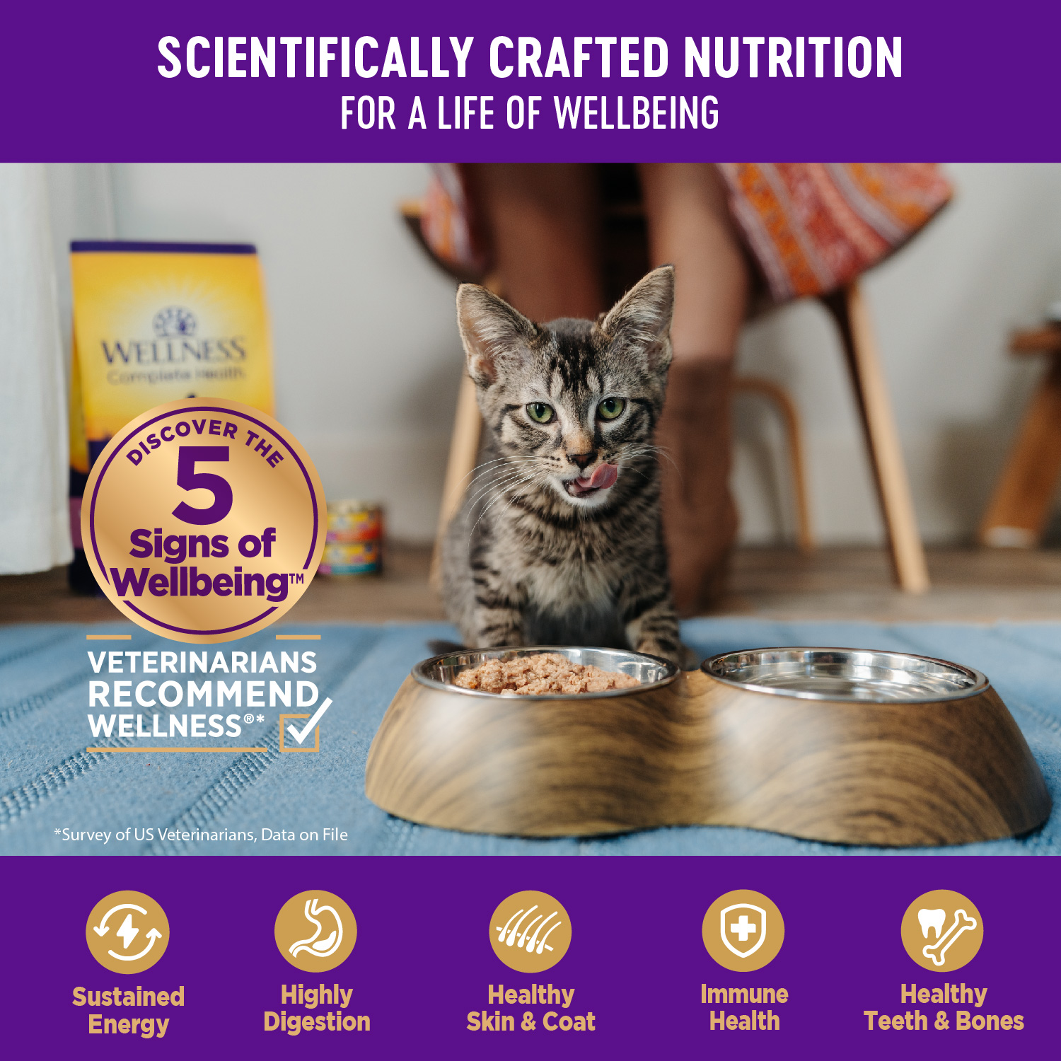 Wellness Complete Health Natural Grain Free Wet Canned Cat Food, Minced Turkey & Salmon Entree, 5.5-Ounce Can (Pack of 24) - image 2 of 8