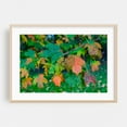 thumbnail image 2 of Maple Leaves in Autumn - Pennsylvania Photography Autumn Botanical Nature Woodland Forest Scenic Unframed Wall Art Print 40 x 60 inches, 2 of 7