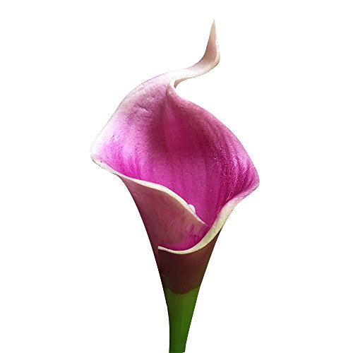Callaco Lot of 60-Real Touch calla lilies (Picasso Raspberry) - Walmart.com