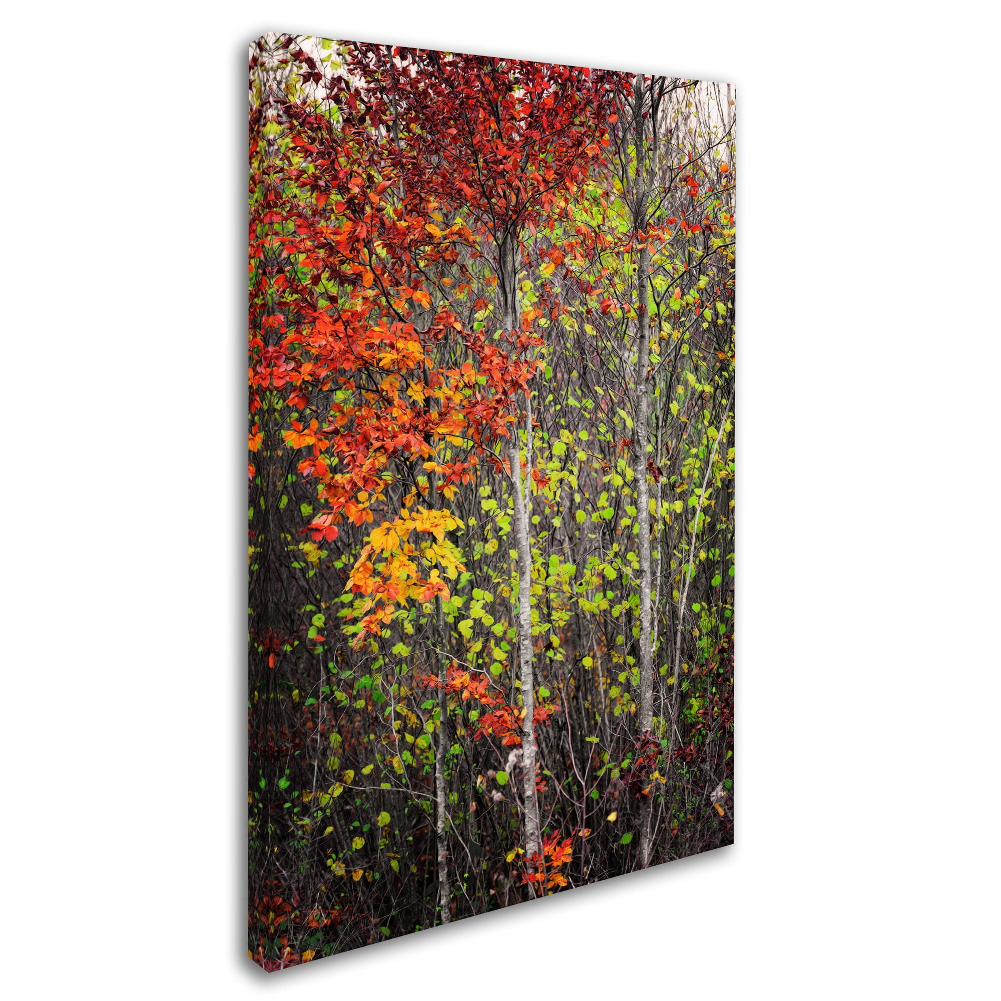 Trademark Fine Art "Color Touch" Canvas Art by Philippe Sainte-Laudy