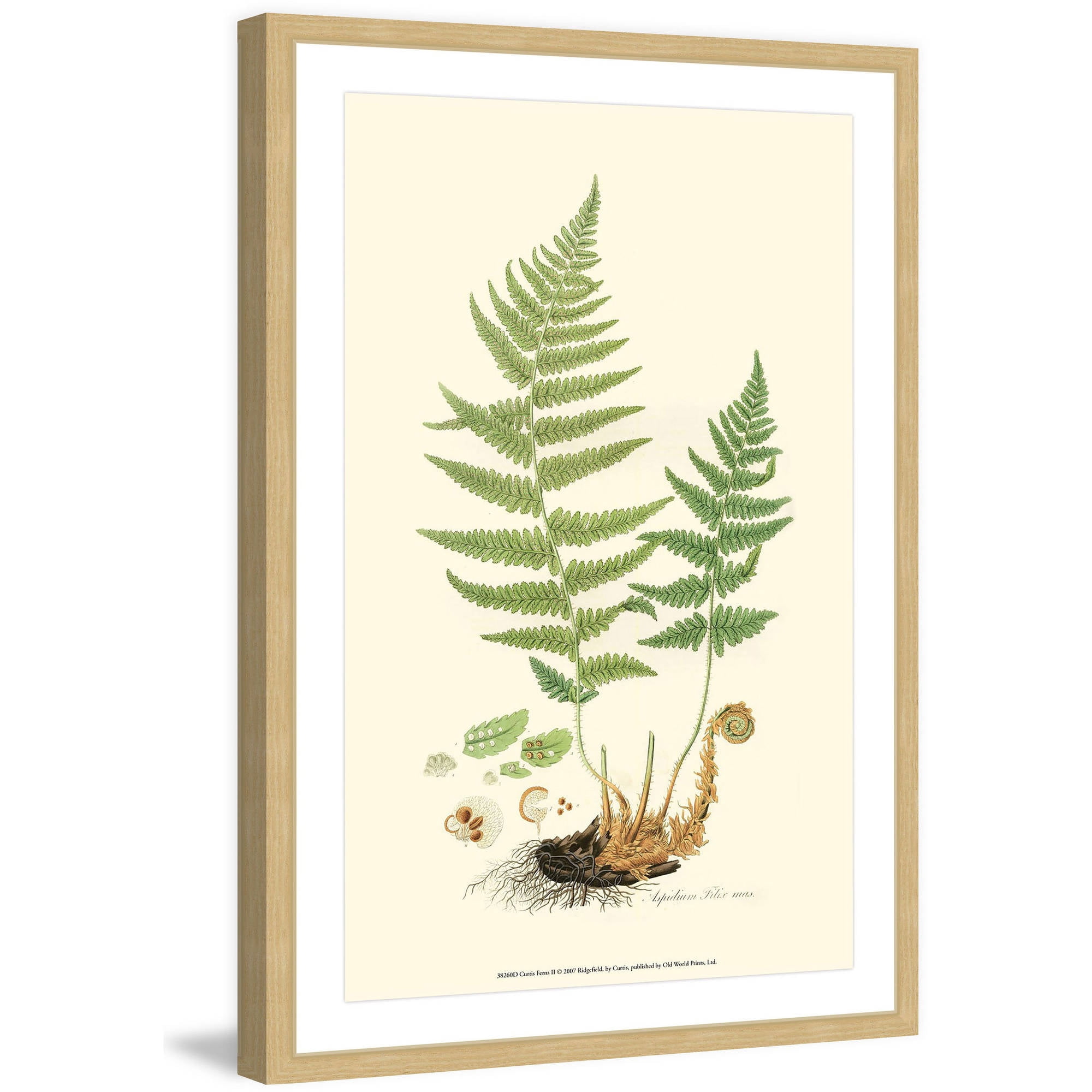 Marmont Hill "Curtis Ferns II" Framed Painting Print