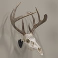 thumbnail image 4 of Allen Company Ez Mount Skull Hanger, Fixed, Black, 5" x 2.8" x 4.5", 4 of 7
