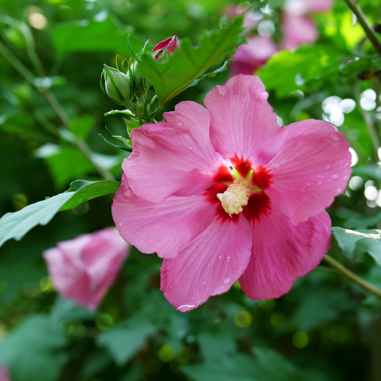 Proven Winners ColorChoice 5" Red Paraplu Rouge Rose of Sharon Live Plant in 4.5" Pot (4 Count)