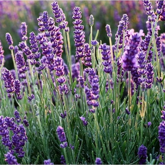 Set 4 Phenomenal Lavender Plants 3-6" Tall for Planting - Live Lavender Plants - Starter Lavender Plant - Lavandula x Intermedia Phenomenal'
