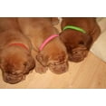 thumbnail image 3 of 12 Colors Identification ID Collars Bands Whelp Puppy Kitten Dog Pet Cat, 3 of 3
