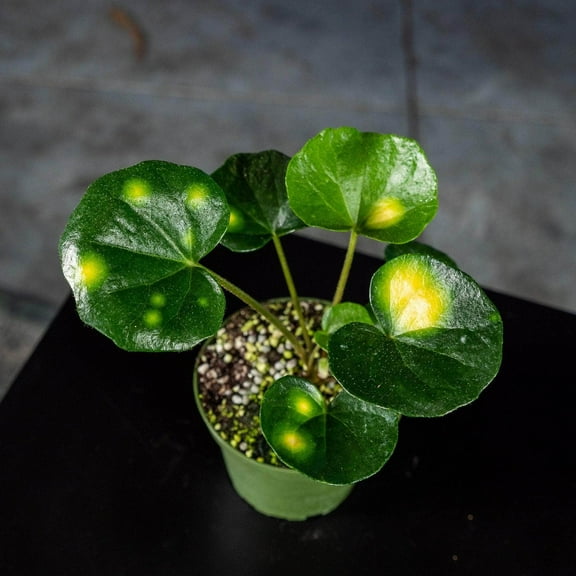 Firefly Leopard Plant-Unique Variegated Leaves-Perfect for Shaded Areas  4" Pot (Pack of 4)