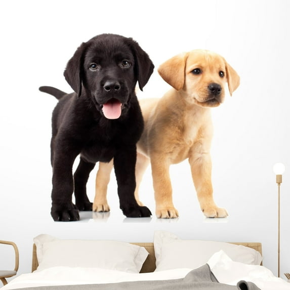 Two Cute Labrador Puppies Wall Decal by Wallmonkeys Peel and Stick Graphic (48 in H x 48 in W) WM163222