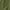 Military Green, variant on Jamaican Dad Shirt Fathers Day Jamaican Shirt Jamaican Father Gifts Jamaica Patriotic Flag Shirt