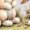 White, variant on Vintage Easter Cottontail Farms Bunny Graphic Tees Womans T-shirt Shirts Black White S-5XL Tops
