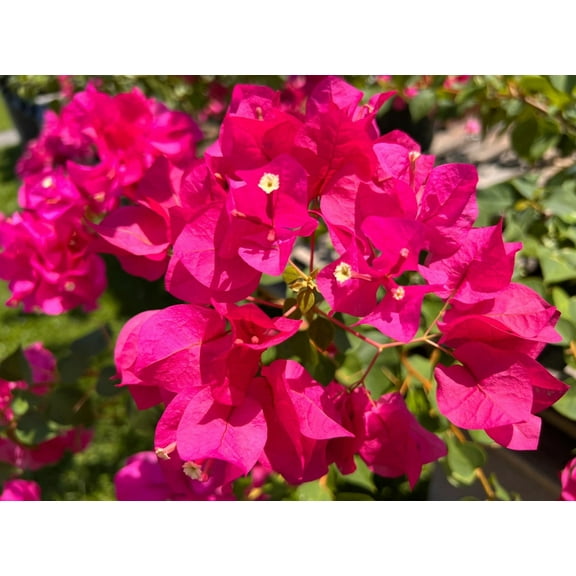 Set 2 Juanita Hatten Bougainvillea Plants 4-7" Tall for Planting, Dark Pink Bougainvillea Flower Plant, Flower Vine Plant Indoor Outdoor