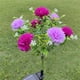 thumbnail image 4 of Cateissary Luces de flores con energía solar, luces decorativas para césped al aire libre, luz solar para césped de rosas, jardín y patio Iluminación y accesorios naranja amarillo, 4 of 6
