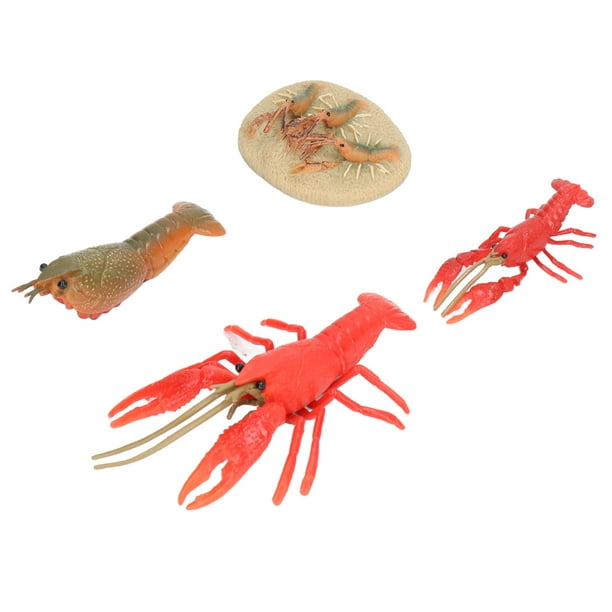 Lobster Growth Cycle Model, Growth Cycle Model Light Weight Cute Durable  Vivid For Kids Education Toy For Home Decoration 