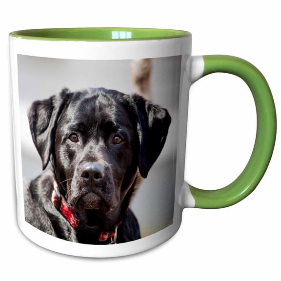 3drose, Black Lab Pet Dog Labrador Retriever Photo, 11oz Two-tone Green Mug