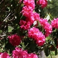 thumbnail image 4 of Brighter Blooms - Red Rhododendron Shrub, 3 Gal. - No Shipping To AK, AZ, HI, 4 of 6