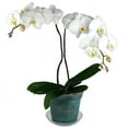 thumbnail image 2 of 6" Blue Sapphire Slotted Orchid Pot (3 Pack) by rePotme, 2 of 5