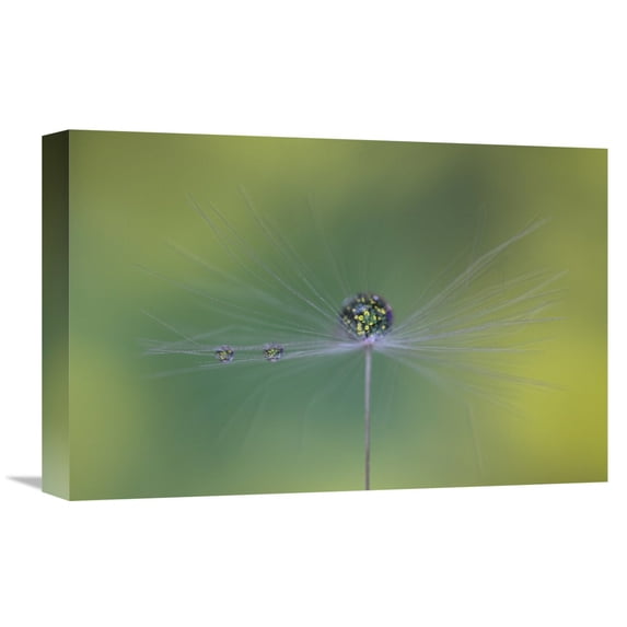Global Gallery Bertrand Kulik,'Magic Bunch' Stretched Canvas Artwork