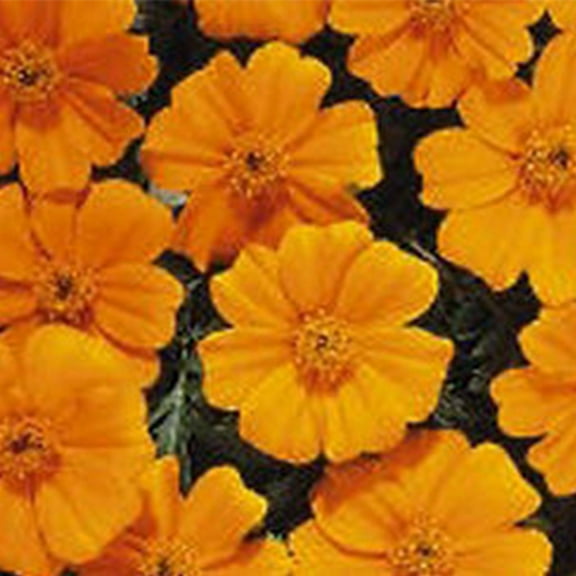 Marigold Seeds - Disco Series - Orange - 100 Seed Packet - Tagetes patula - Non-GMO, Open Pollinated - Flower Gardening