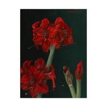 Trademark Fine Art 'Amaryllis Amigo' Canvas Art by Christopher Pierce