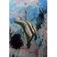 thumbnail image 2 of Shimlock, Jones 11x14 White Modern Wood Framed Museum Art Print Titled - Indonesia, Papua, Raja Ampat Batfish and coral, 2 of 4