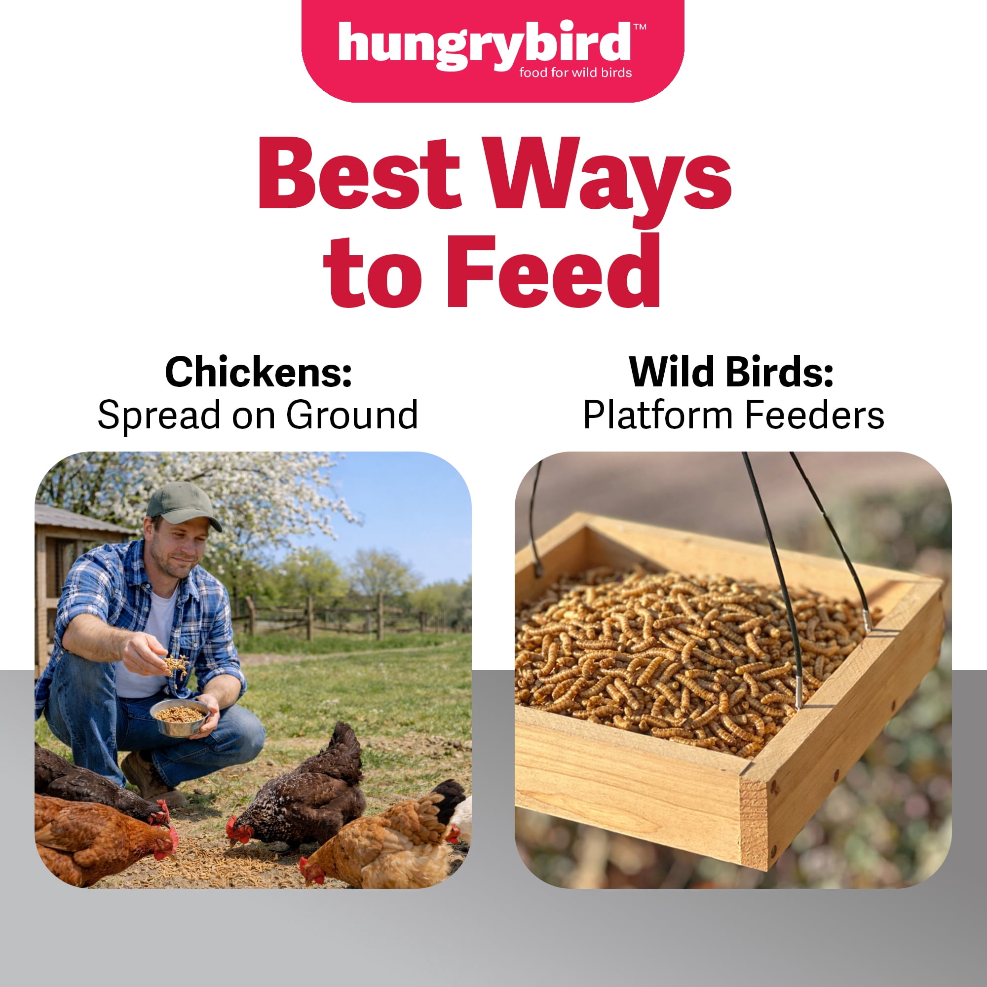 Hungrybird Dried Mealworms, 11lbs – High Protein Poultry Treats for All Wild Birds and Chicken Flocks