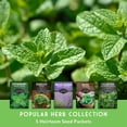 thumbnail image 5 of Herb Seeds 5 Variety Pack - Lavender Spearmint Basil Cilantro Parsley - Heirloom Full Sun, 5 of 9