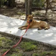 thumbnail image 2 of Correa Larga De 5 Metros De Nylon Para Perro Jaru, 2 of 3