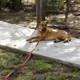 thumbnail image 2 of Correa Larga De 10 Metros De Nylon Para Perro Jaru, 2 of 3