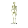 thumbnail image 2 of Medical Anatomical Human Skeleton Model Medical Teaching AIDS Specimen Model, 2 of 10