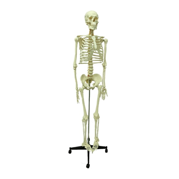 180CM Medical Teaching Aid Specimen Model Anatomical Human Skeleton Model