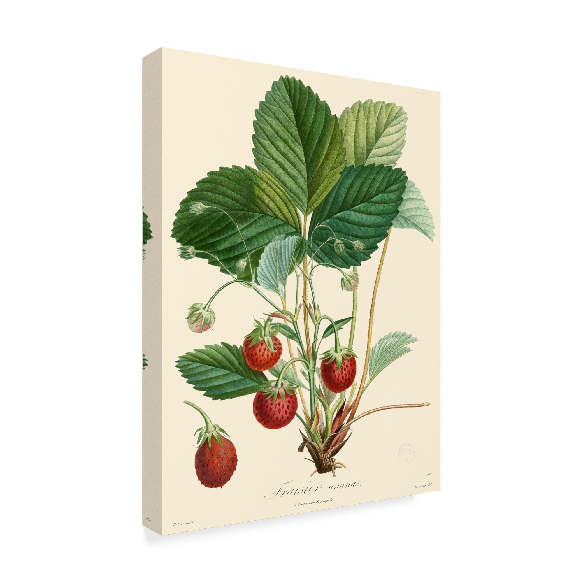 Trademark Fine Art 'Bessa Strawberries' Canvas Art by Pancrace Bessa