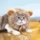thumbnail image 2 of Sombrero De Peluca De Gato Gato Juguete Peluca León Sombrero Ajustable Cálido Accesorios Decorativos (Marrón Oscuro 28cm), 2 of 6