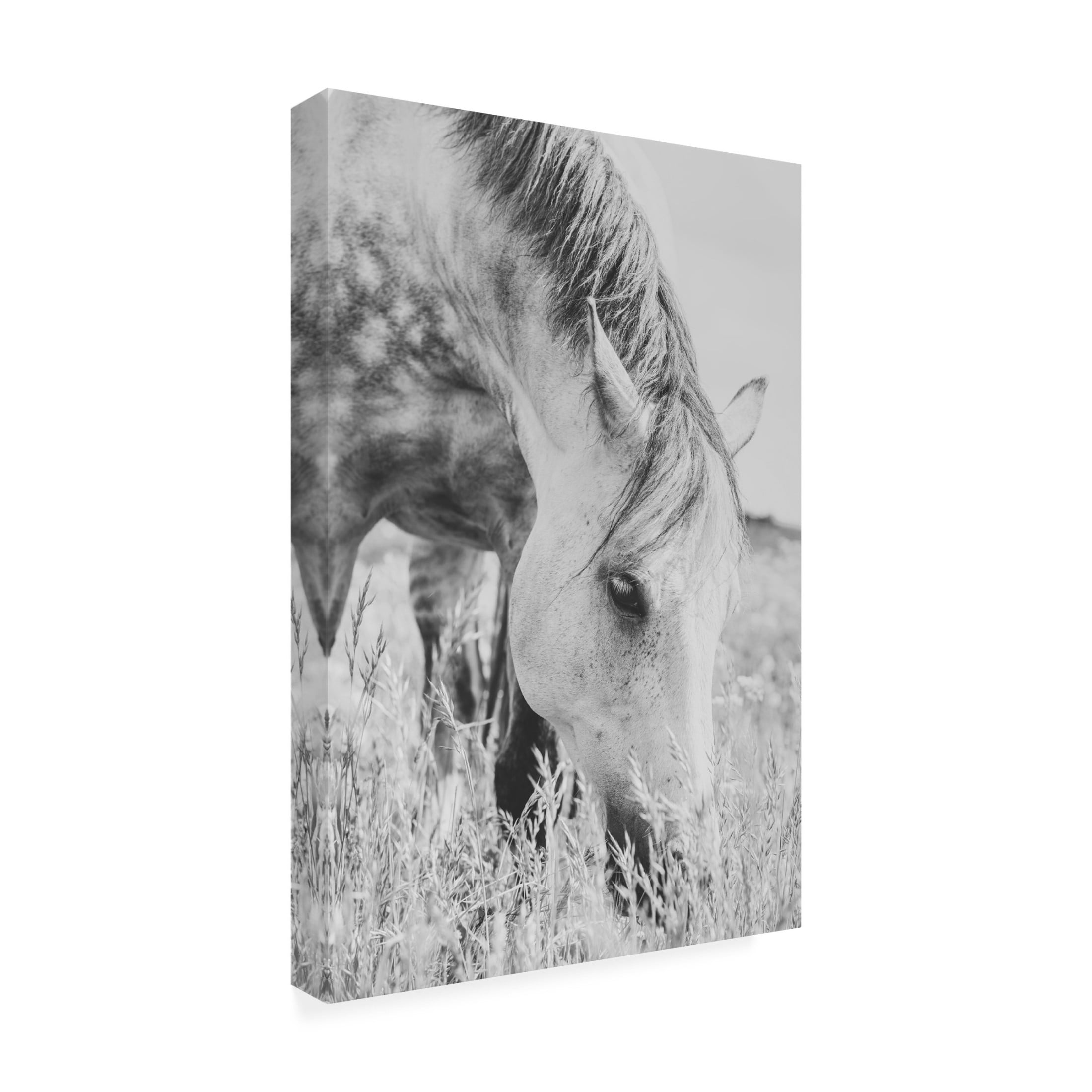 Trademark Fine Art Arendina de Jong stallion Canvas Wall Art