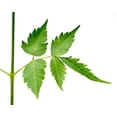 thumbnail image 5 of Polvo de hojas de neem PURE INDIAN FOODS, 250 ml, orgánico, 5 of 5