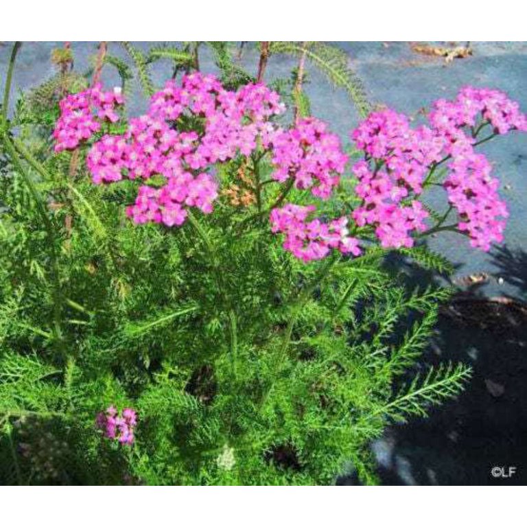 Yarrow, Cerise Queen Yarrow Seeds