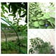 thumbnail image 4 of Red de enrejado para plantas trepadoras - Red de enrejado de jardín resistente para pepino, vid, frutas y verduras Red de enrejado para plantas de tomate, (16.4' x 6.6'Ft), 4 of 5