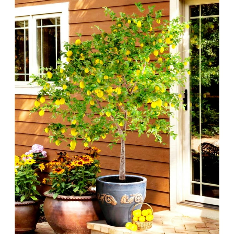 70 Dwarf Lemon Seeds Lemon Tree Plant Seeds, Non-GMO Organic